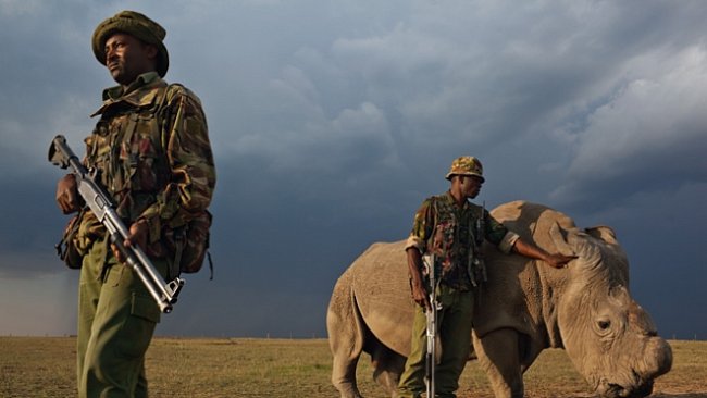 Exkluzivně pro National Geographic: Válka o nosorožce