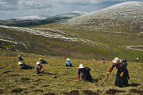 S tvářemi chráněnými před sluncem a nástroji na kopání v ruce mohou tibetské rodiny po celý den hledat housenky s houbovými vlákny zvané jarca günbu. Některé stonky trčí ze země sotva půl centimetru.