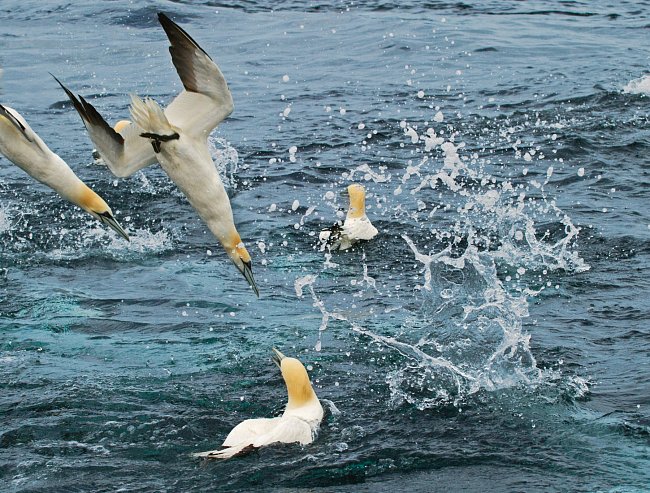Díky binokulárnímu vidění dokážou terejové rozpoznat hejna ryb v mořských hlubinách. Když ptáci prorazí v rychlosti až 110 kilometrů za hodinu mořskou hladinu, chrání jim hlavu a hruď vzdušné vaky. 
