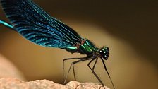 Vážky a jejich tajemství. Ďáblovy létající jehly léčily bolesti, strašily děti, ale nosily i štěstí