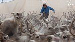 Exkluzivně pro National Geographic: Sámové - ti, kteří tančí se soby
