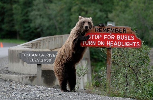 Grizzly na Aljašce se stará o bezpečnost přijíždějících řidičů.
