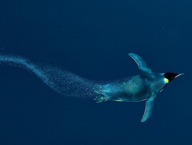 Kosti tučňáků nejsou pneumatizované, proto je hustota jejich těla vyšší než u ostatních ptáků (blíží se hustotě vody), což výrazně usnadňuje potápění.