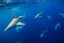 Havaj: Žralok hnědý