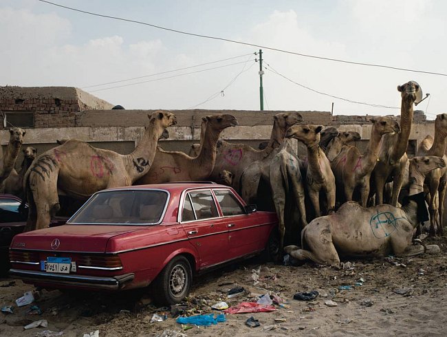 Na velbloudím trhu severozápadně od Káhiry hlídači bijí velbloudy holemi, aby je udrželi v klidu na místě. Tady se však velbloudům podařilo obklopit mercedes.