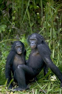 Šimpanzi (Pan paniscus)