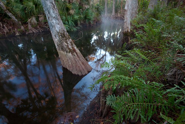 Jonathan Dickinson State Park na Floridě chrání
12,2 kilometru od roku 1985.
FOTO: Michael Melford pro National Geographic