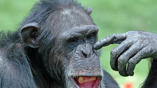 Šimpanzi umějí spolupracovat a mají smysl pro fair play, ale dokážou být i sobečtí jako lidé