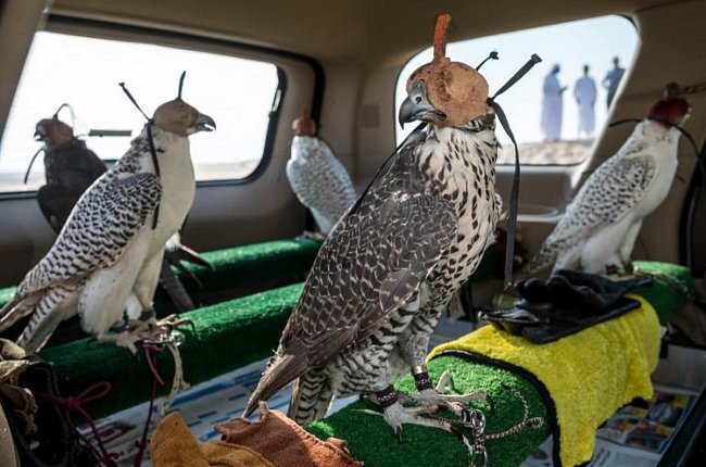 Po cvičných letech v poušti jsou sokoli upoutáni k posedům a čeká je cesta zpátky do Dubaje. Ptáci mají tak bystrý zrak, že je dokážou vyplašit i drobné pohyby nebo změny světla. Čepičky, které používali už staří Arabové, je pomáhají udržet v klidu.