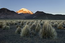 Sajamský park se nachází na rozsáhlé náhorní plošině v nadmořské výšce kolem 4 000 m n.m. Altiplano (šp. náhorní rovina) odděluje západní a východní Andy. Po Tibetské plošině je nejrozsáhlejší na Zemi