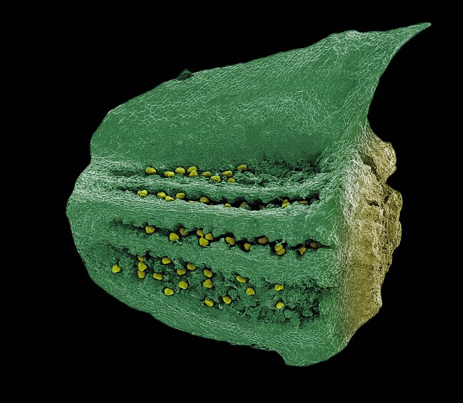 Série snímků ze skenovacího elektronového mikroskopu na příkladu semen rostlin ukazuje nevyčerpatelnou rozmanitost mikrosvěta. Snímky byly obarveny pomocí Adobe Photoshopu. 