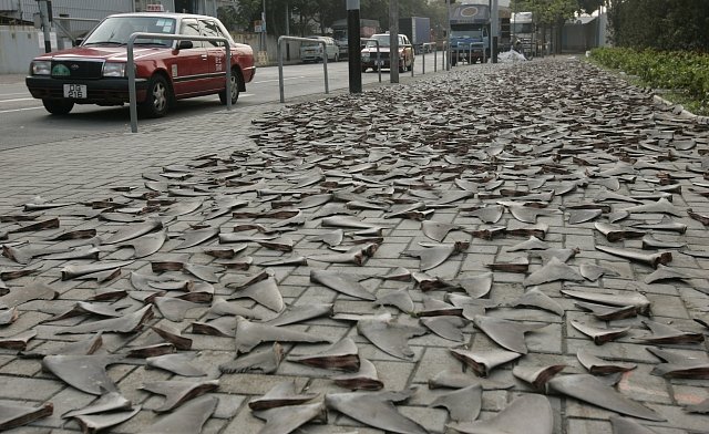 Žraločí ploutve se suší na chodníku