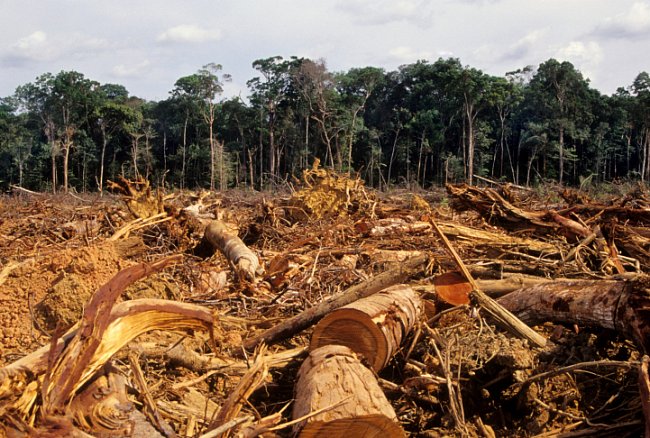 Odlesňování je největší hrozbou amazonského pralesa: ročně zmizí plocha o velikosti zhruba třetiny Česka. 