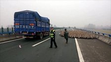 Farmáři v čínské provincii Hubei si chtěli zkrátit cestu na trh a ušetřit za náklady na dopravu. 1300 hus zablokovalo hlavní silnici a případ musela řešit policie.