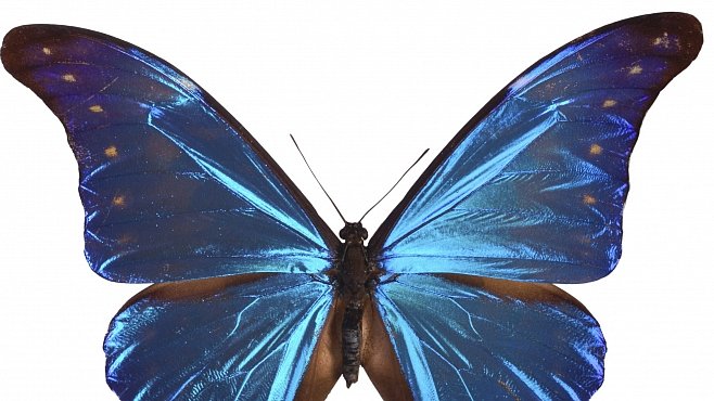 Nejkrásnější motýl světa ukrývá tajemství nočního vidění - National  Geographic