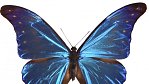 Nejkrásnější motýl světa ukrývá tajemství nočního vidění