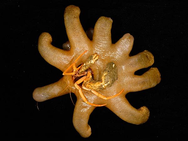 Korál rodu Epizoanthus bývá častým domovem krabů. 