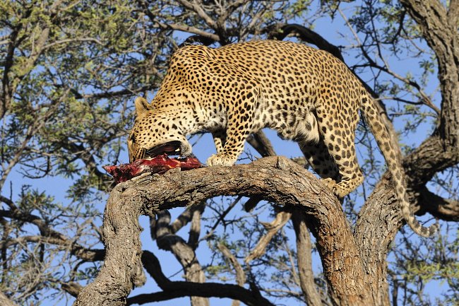Jako jedna z mála velkých kočkovitých šelem se zdržuje často v korunách stromů, kam si vynáší kořist a ukrývá si ji zde před dalšími predátory, např. lvy a hyenami. Na snímku levhart v Namibii. 