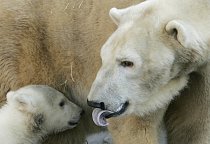 V divoké přírodě matka ukrývá mláďata v brlohu, který dokáže byhřát svým dechem až na 18 stupňů navzdory okolním mrazivým teplotám. Medvědice mláďata chová ve svém kožichu, protože medvíďata jsou při 