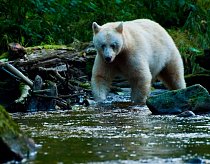 Vzácný bílý druh medvěda baribala