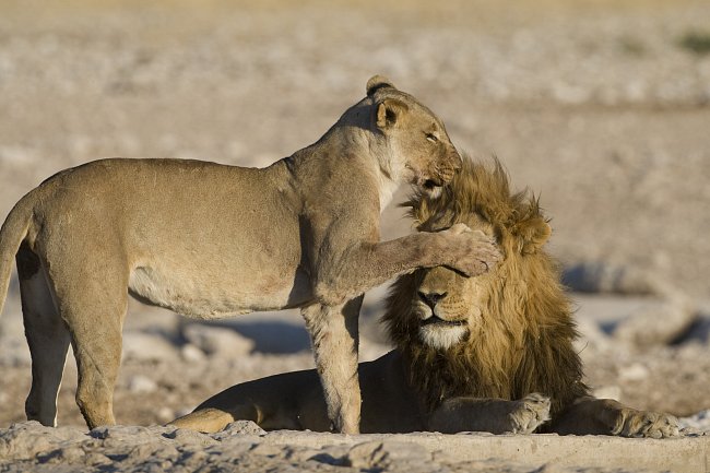 Female lion covering eyes of male with paw, Etosha, Namibia.