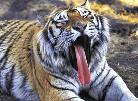 Znáte velké kočky? Co víte třeba o tygrech nebo lvech?