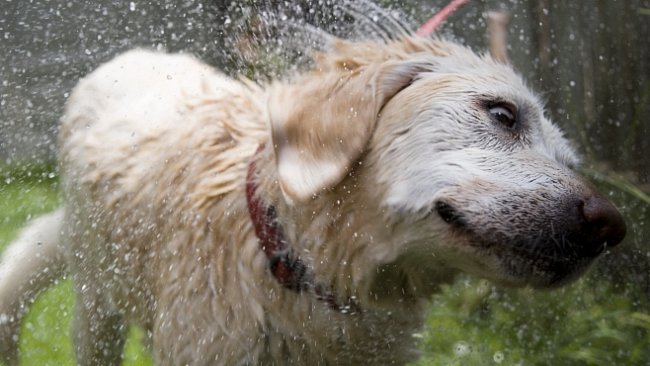 Vrtěti psem: během čtyř sekund do sucha. Vědci odhalili, jak to psi dělají