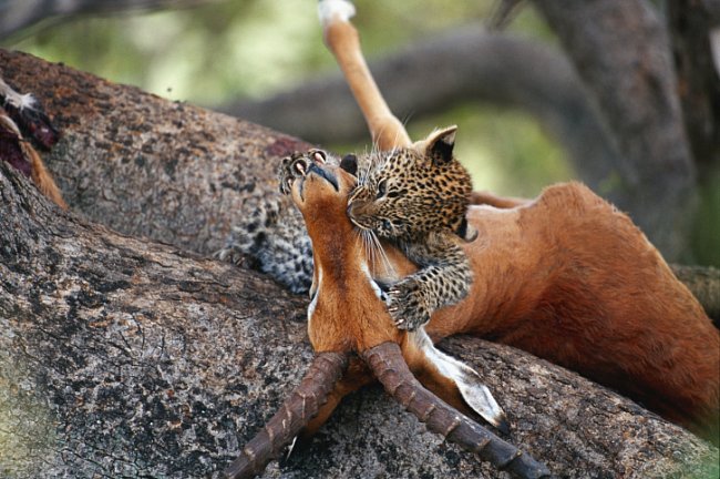 Mládě levharta skvrnitého s kořistí (NP Masai Mara v Keni). V Africe si svou kořist často ukrývají na stromech a po několik dní se k ní vrací. V takovém úkrytu je v bezpečí před lvy, hyenami, šakaly a