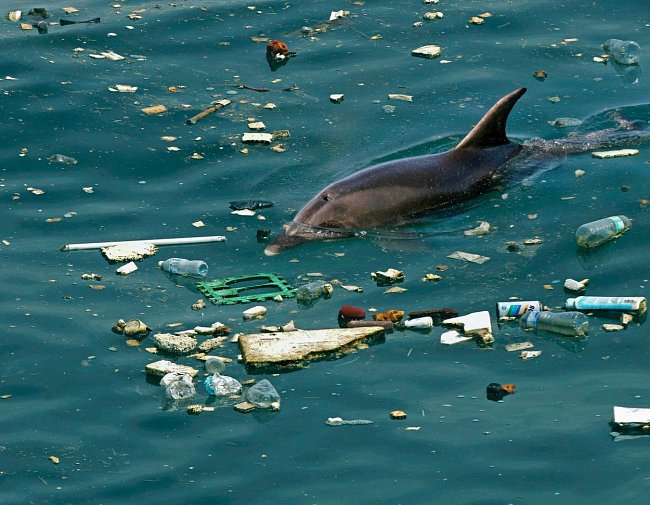 Delfín uprostřed plovoucích odpadků.