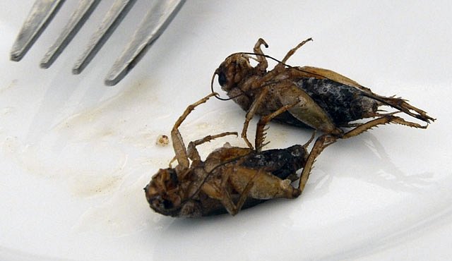 Je libo šťavnatého cvrčka s mravenčími pomfrity?