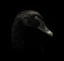 Labuť černá se v minulosti kromě Austrálie početně vyskytovala i na Novém Zélandu, kde byla však již vyhubena.