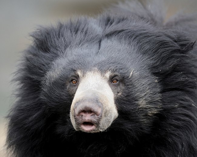 Medvěd pyskatý je menším druhem medvěda.