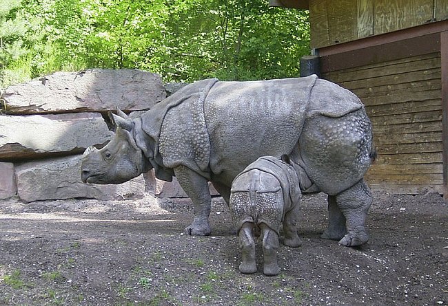 Nosorožec je nejbližším příbuzným nosorožce jávského.