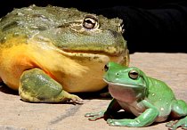 Hrabatku můžete vidět v zoo v Ústí nad Labem