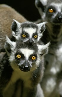 Lemur kata (lemur catta)