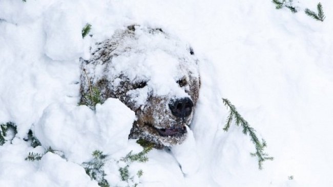 OBRAZEM: Medvěd probuzený ze zimního spánku jde nejdřív na malou