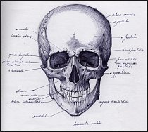 Lebka je nejkomplexnější a nejvíce fascinující částí lidské kostry. Skládá se z 22 kostí, které, jen co zvápenatí, poskytují pevnou ochranu mozku a smyslovým orgánům. 