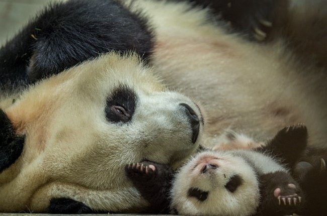 Dalším projektem, kterým se fotografka dlouhodobě zabývá, je vypouštění pand v Číně do volné přírody.