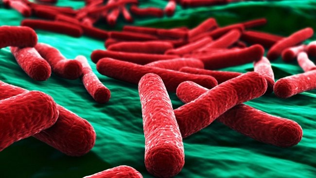 Inženýři nutí bakterie k produkci živé hmoty