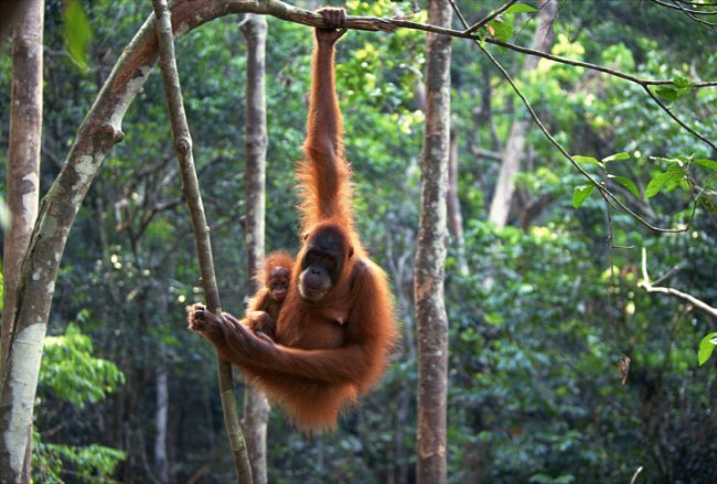 Orangutaní matky bývají velmi zodpovědné. Mláďata jsou po narození zranitelná a bezmocná, matek se drží za srst na břiše a  zůstávají s ní minimálně tři roky, než se osamostatní.