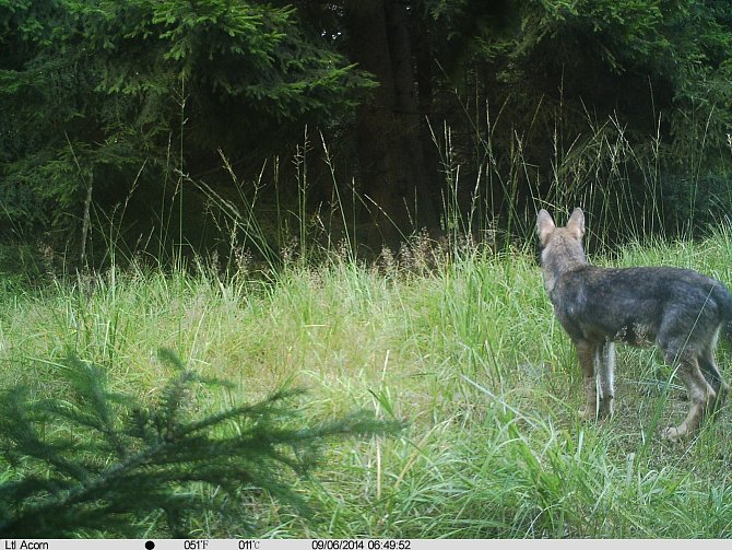 Záběry z fotopastí dokumentují, že krajina se ozdravuje a vlk se vrací.
