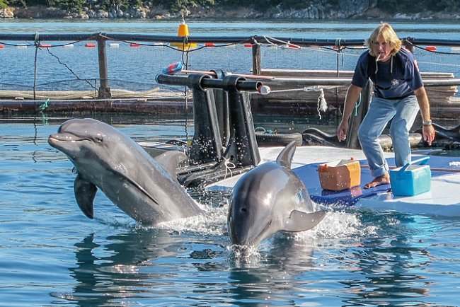 Hlavní trenér Jeff Foster dává Tomovi a Mishovi povel k rychlému pohybu vpřed. Delfíni žijící v zajetí mají špatnou fyzickou kondici. Místo lovení a pohybu pod vodou tráví většinu času na hladině nebo v její blízkosti.