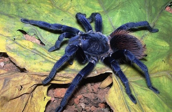 TOP 10 nově objevených organismů: Modrá tarantule nebo chodící kaktus