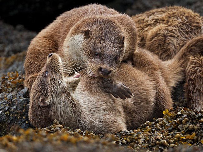 Mláďata spolu při hře zápasí, zatímco se jejich matka suší v zarostlém úkrytu na Shetlandách. 