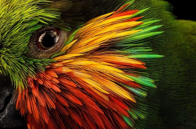Pestrobarevné peří rámuje oko loríčka rudobradého, který se živí fíky i jiným ovocem, nektarem z květů a zřejmě také hmyzem. Nápadný lesní papoušek se cítí dobře i v blízkosti lidských sídel v Indonésii a na Papui-Nové Guineji.