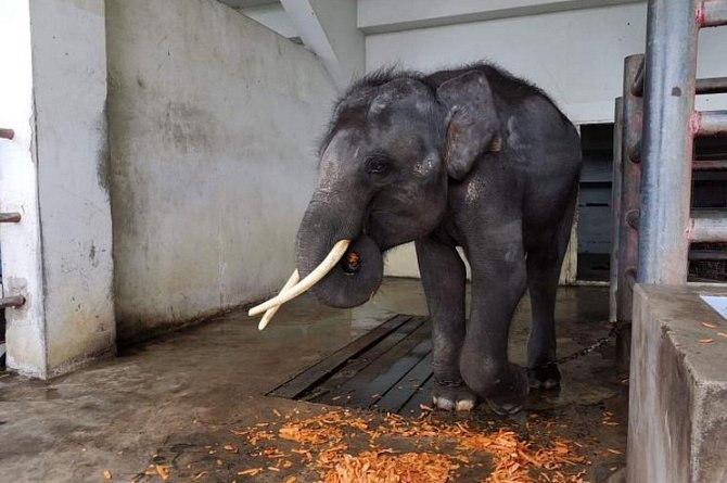 Úterý 6. srpna je posledním dnem, který mladý sloní samec Gluay Hom stráví ve svém stání na krokodýlí farmě a zoo ve městě Samut Prakan. Dostal nějaké ovoce a zakrátko ho převezou do nového domova ve Sloním přírodním parku v Čiang Mai.