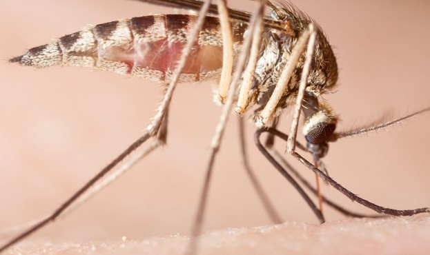 VIDEO: Takhle saje komár. Detaily, které si nepřipouštíte - National  Geographic
