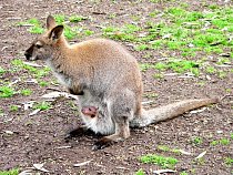 Klokan wallaby (neboli klokan dlouhoocasý či bažinný)