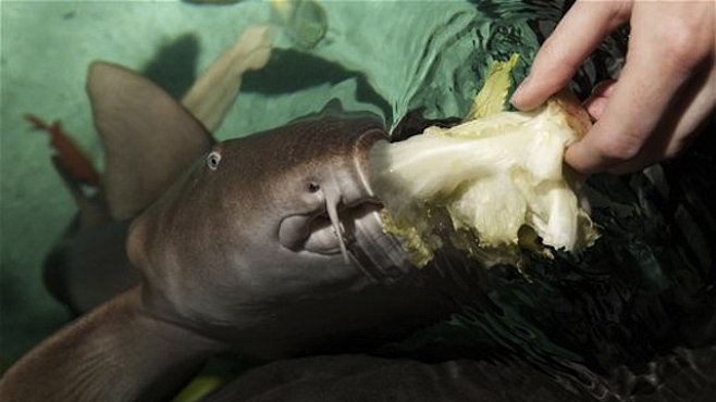 Přeučili žraloka na vegetariána. Život bez masa si užívá už tři roky...