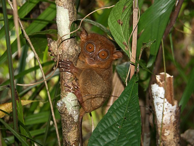 Tenhle maličký primát je na Filipínách zvláště chráněným druhem, přesto se jejich počet stále snižuje...